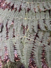 Dryopteris paleolata