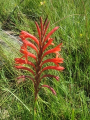 Watsonia gladioloides