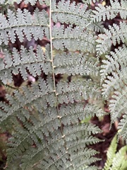 Dryopteris paleolata