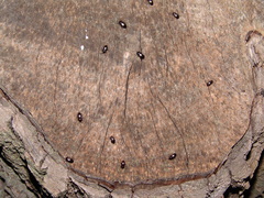 Helopini
