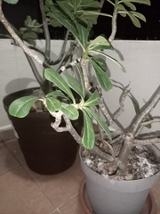 Adenium obesum