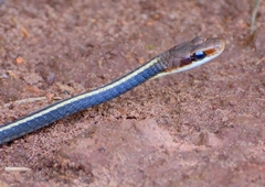 Chironius flavolineatus