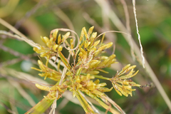 Cyperus iria