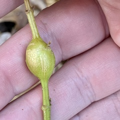 Neolasioptera boehmeriae