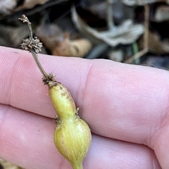 Neolasioptera boehmeriae