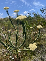 Cassinia denticulata