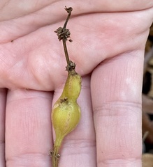 Neolasioptera boehmeriae