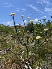 Cassinia denticulata