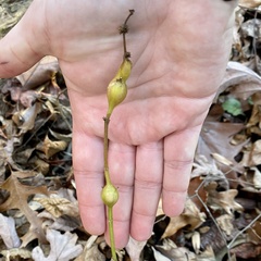 Neolasioptera boehmeriae