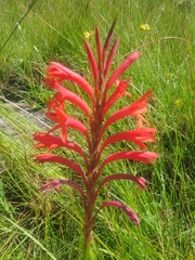 Watsonia gladioloides