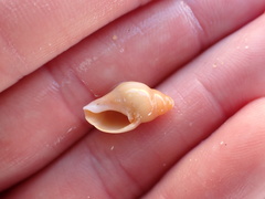 Buccinoidea