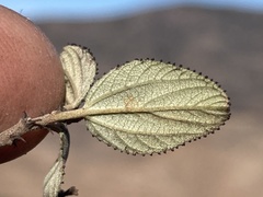 Ceanothus tomentosus