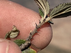Ceanothus tomentosus
