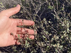 Ceanothus tomentosus