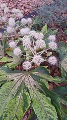 Fatsia japonica