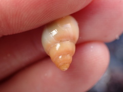 Buccinoidea