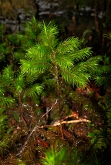 Dendroligotrichum tongariroense