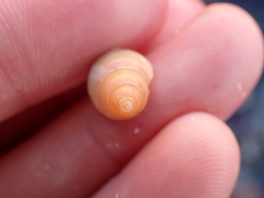 Buccinoidea