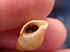 Buccinoidea