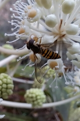 Episyrphus balteatus