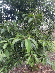 Elaeocarpus serratus