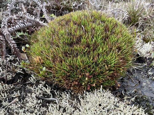 Oreobolus furcatus