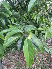 Elaeocarpus serratus