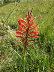 Watsonia gladioloides