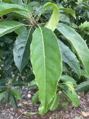 Elaeocarpus serratus