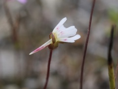 Stylidium calcaratum