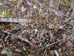 Stylidium calcaratum