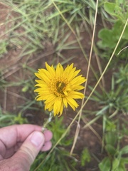 Berkheya insignis