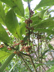 Melicytus lanceolatus