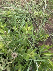Berkheya insignis