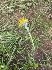Berkheya insignis