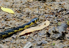 Spilotes pullatus