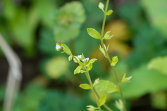 Bothriospermum zeylanicum