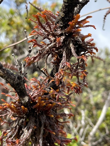 Pleurozia subinflata