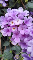 Lantana montevidensis