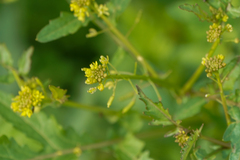 Rorippa indica