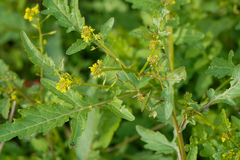 Rorippa indica