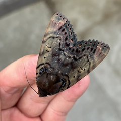 Arcte modesta