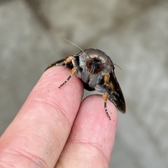Arcte modesta