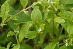 Bothriospermum zeylanicum