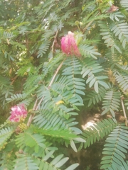 Calliandra surinamensis