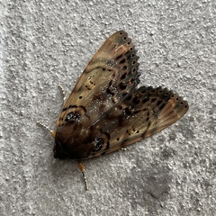 Arcte modesta