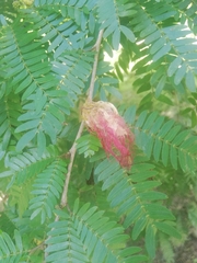Calliandra surinamensis