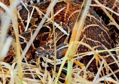 Bothrops alternatus