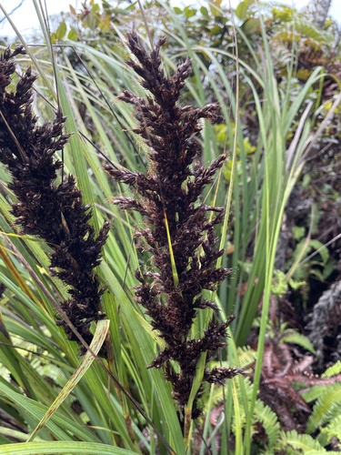 Gahnia beecheyi