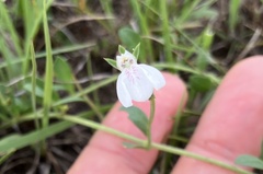 Justicia anagalloides